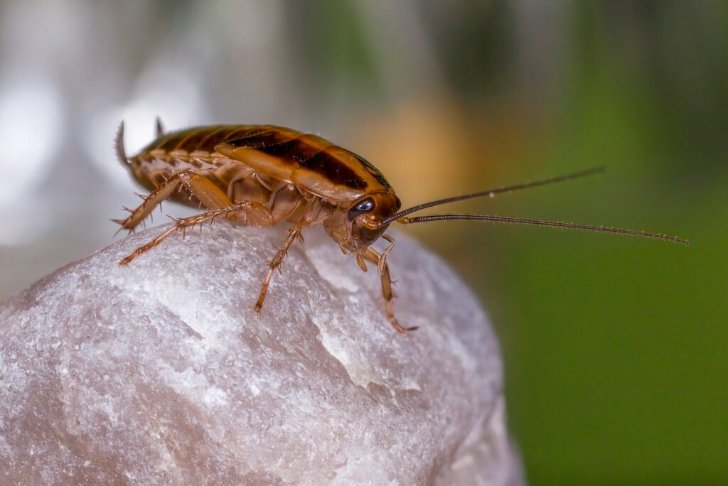 A cockroach is perched on a textured surface.
