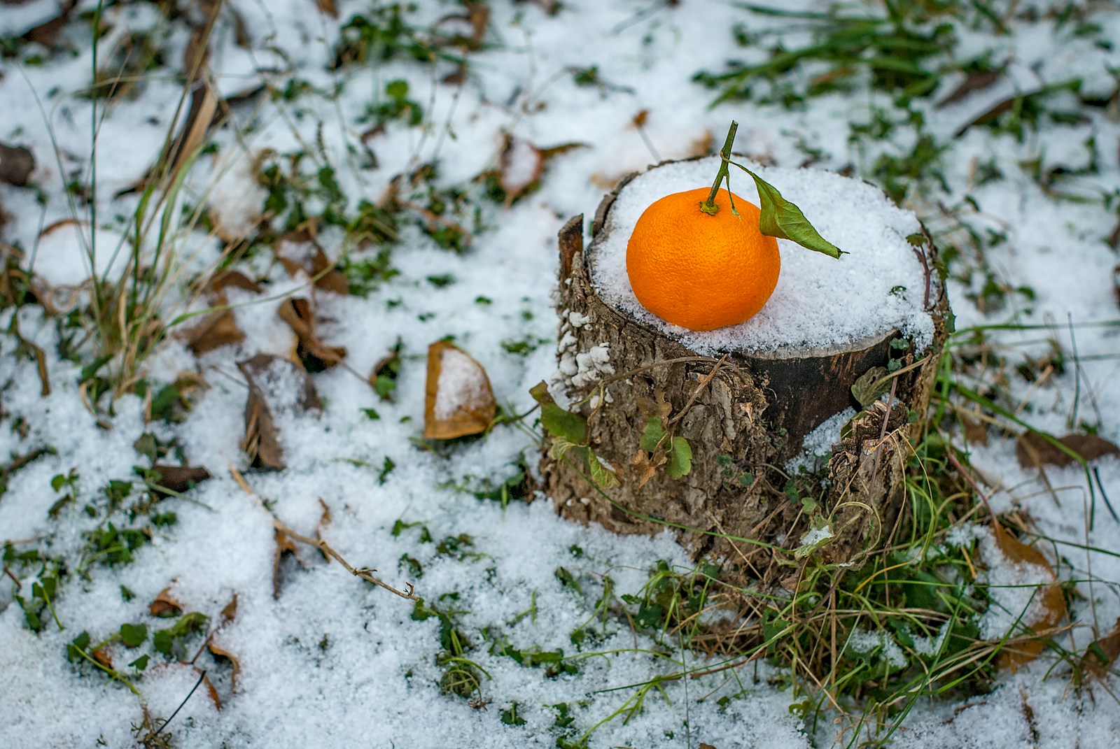 orange citrus fruit on tree trunk covered with snow during daytime