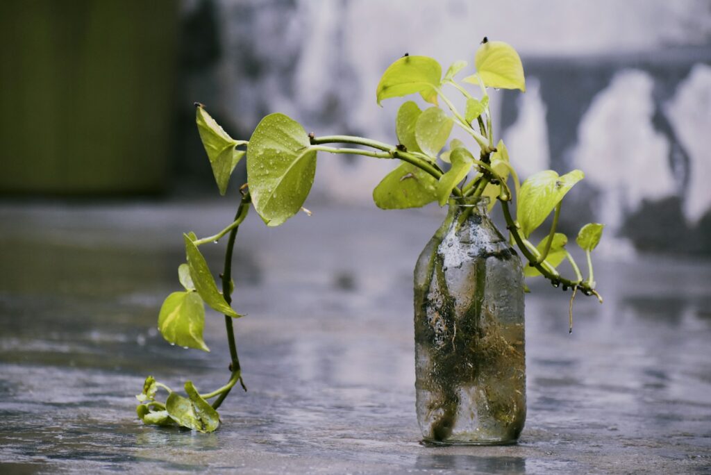 a glass bottle with a plant growing out of it