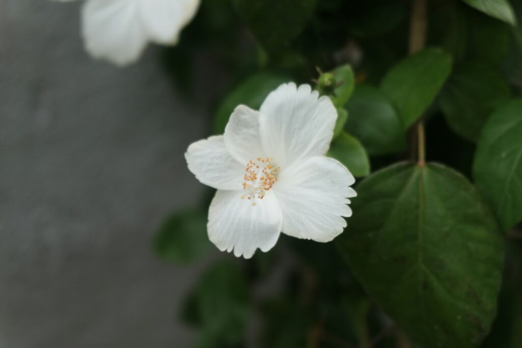 A delicate white hibiscus flower blooms with green leaves.