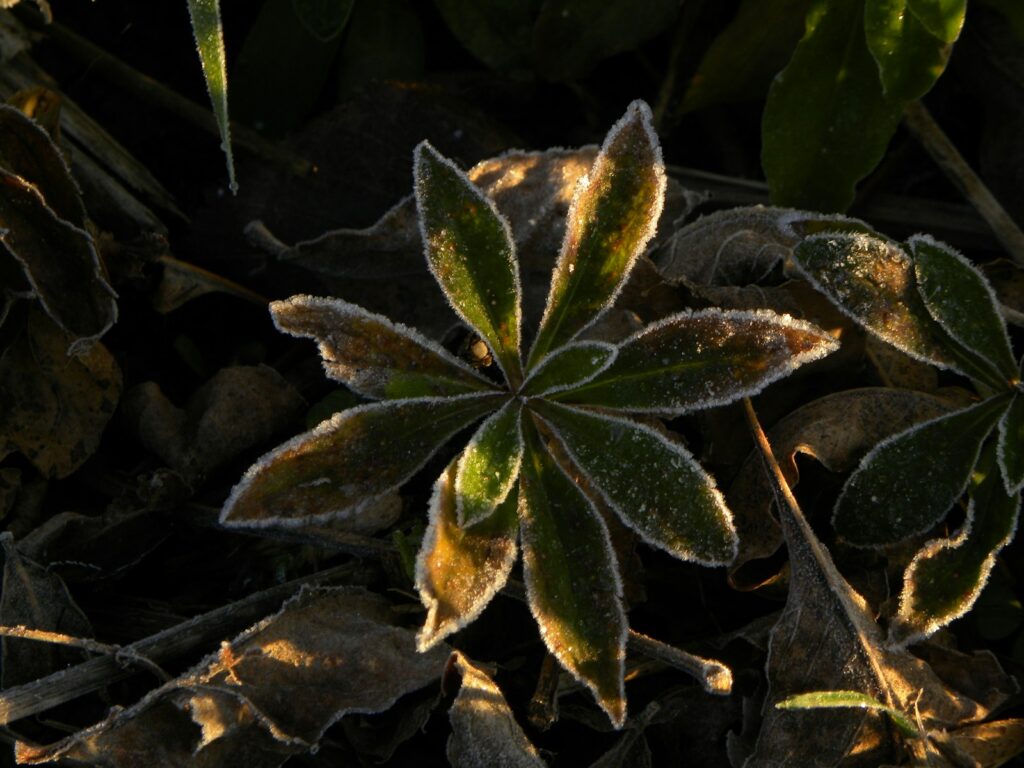 A close up of a leafy plant on the ground