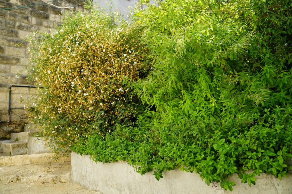 Lush green bushes and a dry, flowering bush.