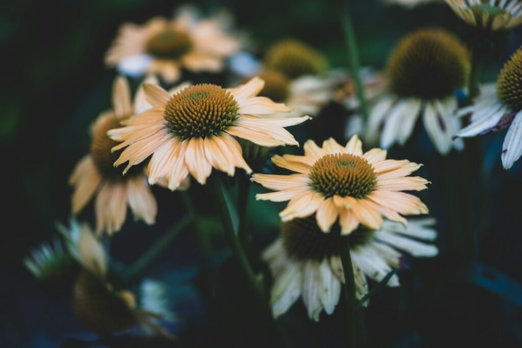 a bunch of yellow and white flowers in a field
