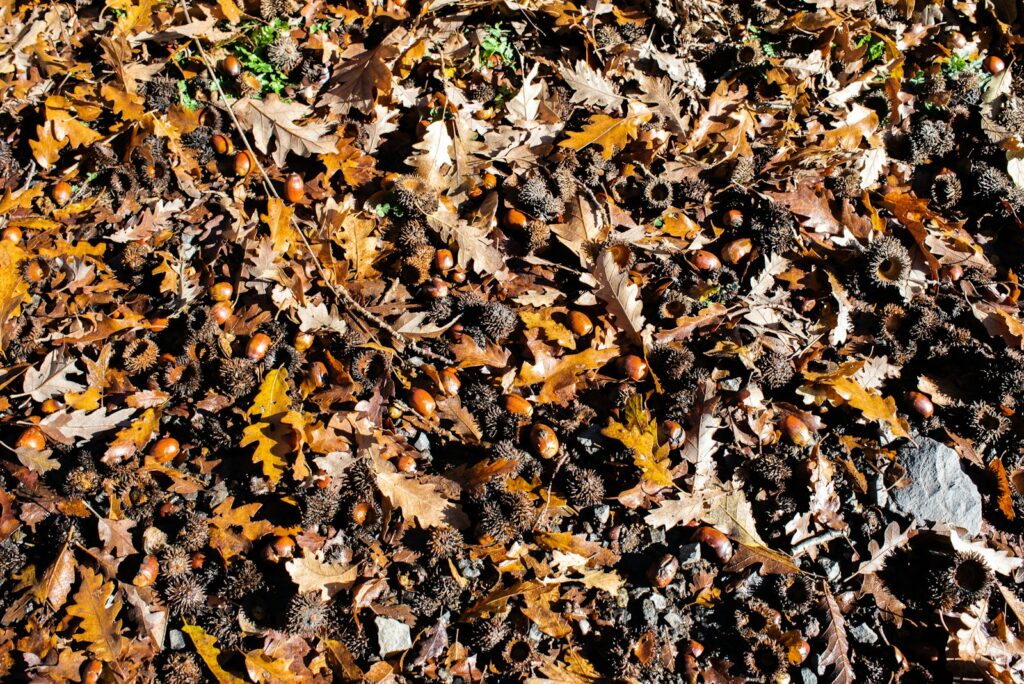 A bunch of leaves that are laying on the ground