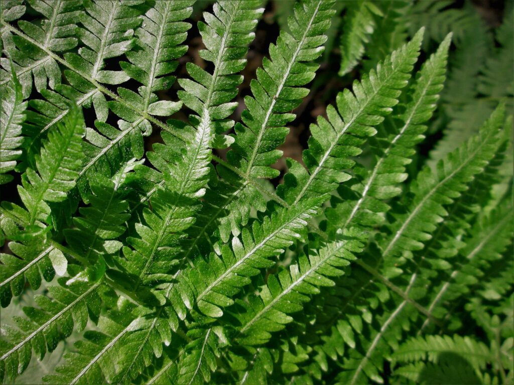 close-up of a green leaf