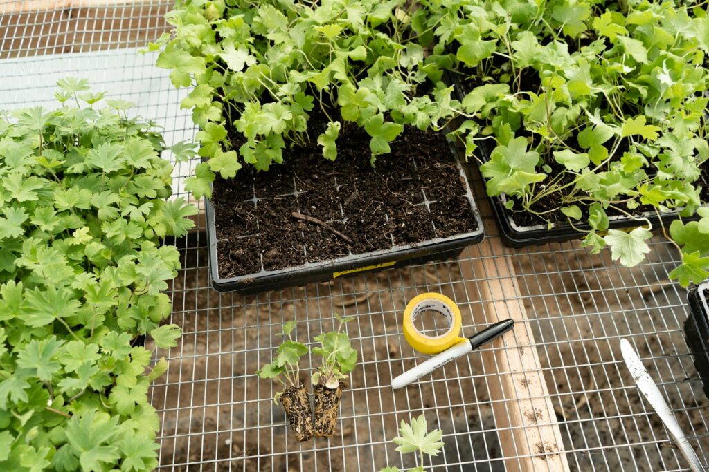 green plant on brown soil