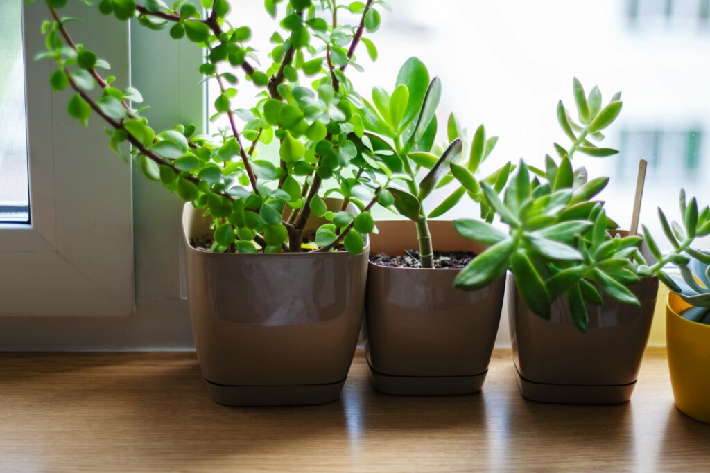 green plant on brown clay pot
