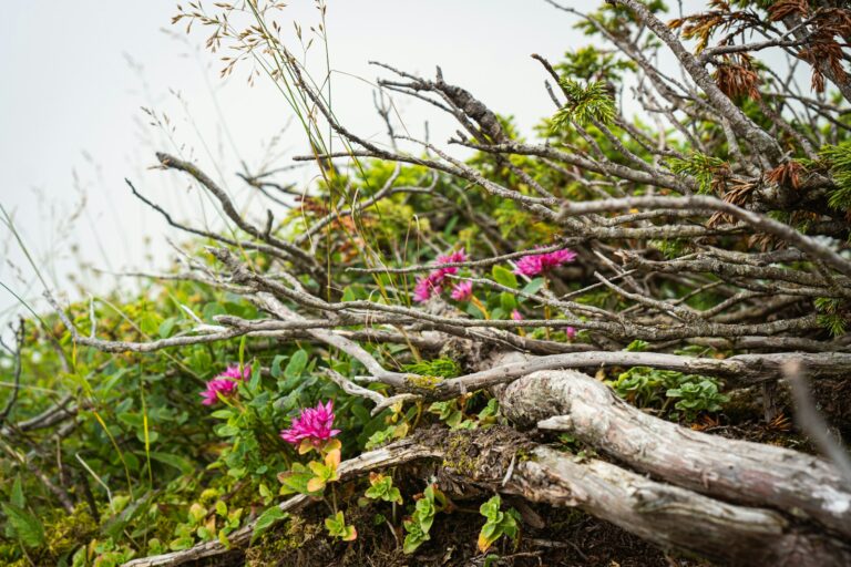a bunch of branches that have flowers growing out of them