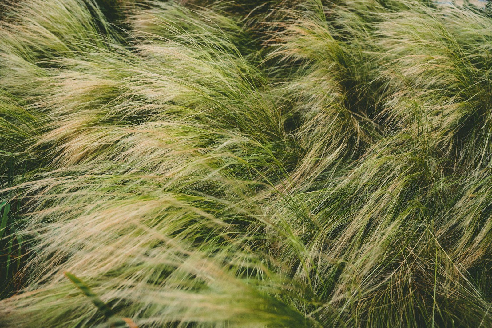 a bunch of green grass blowing in the wind