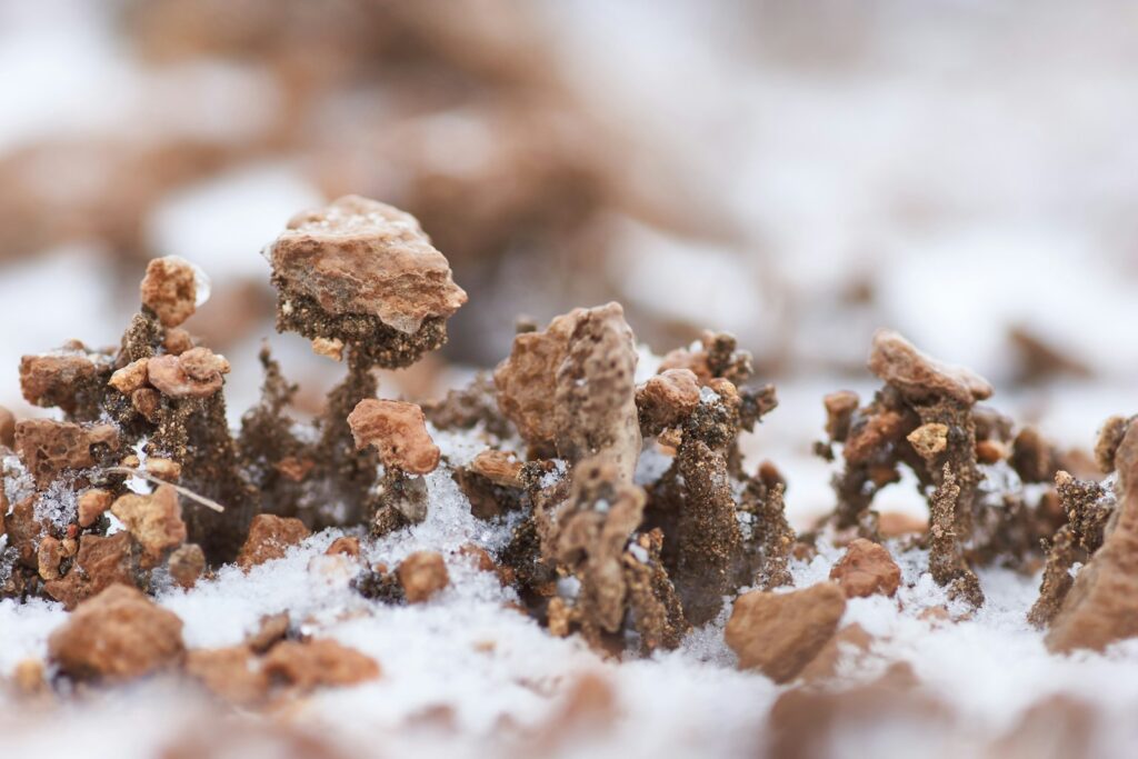 brown and white plant stem