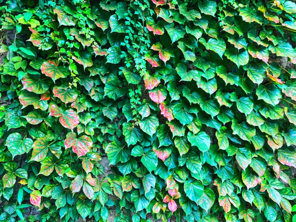 a wall covered in lots of green and red leaves