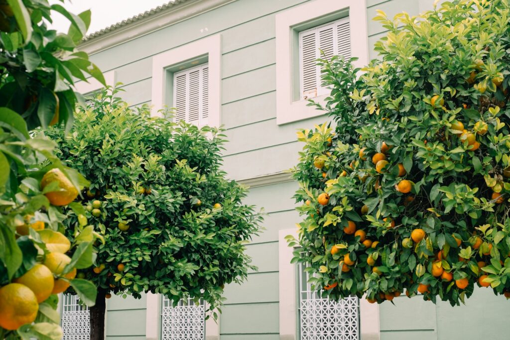 green and yellow round fruit on white concrete building during daytime