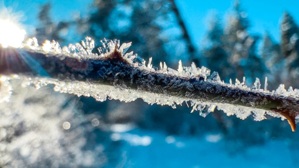 a close up of a frosty branch with trees in the background