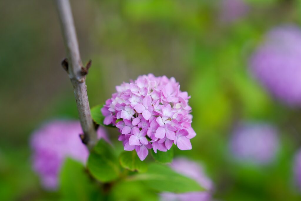 A close up of a pink flower on a branch