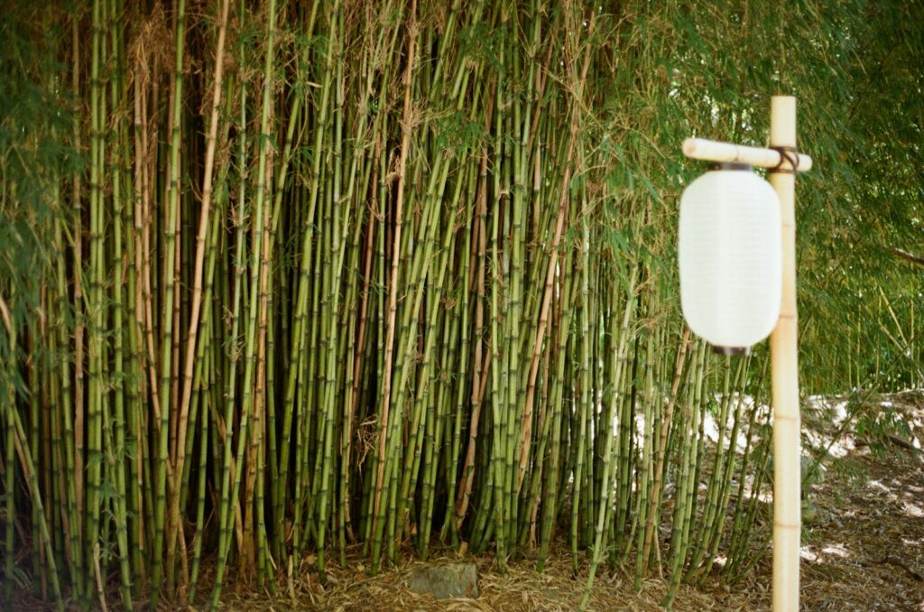 Tall bamboo stalks with a white lantern on a pole.