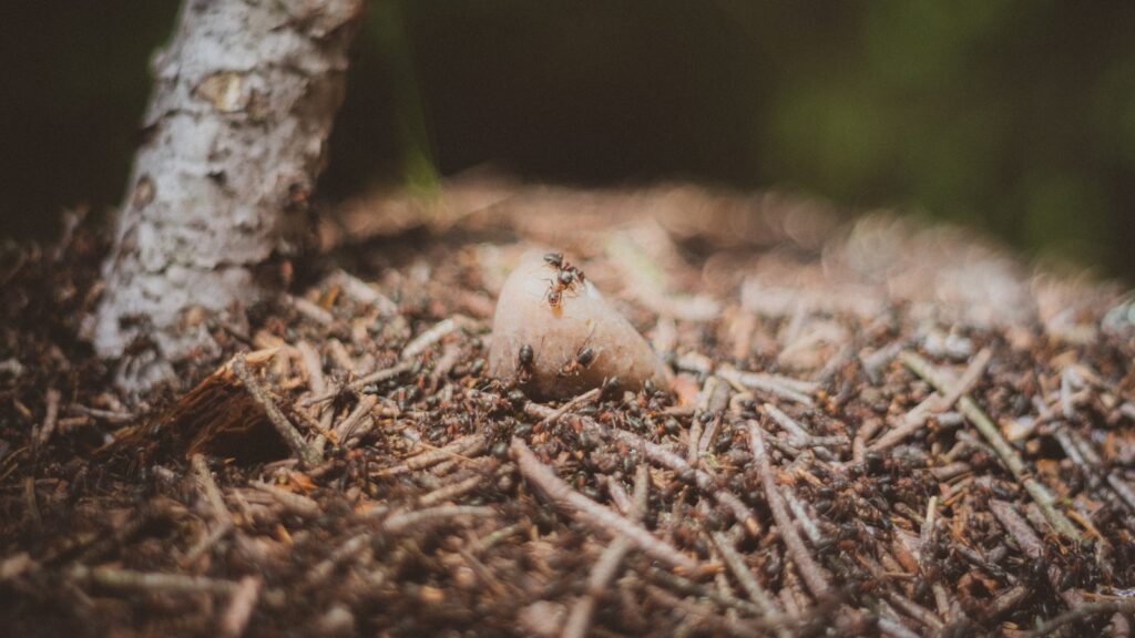 white round ornament on brown soil