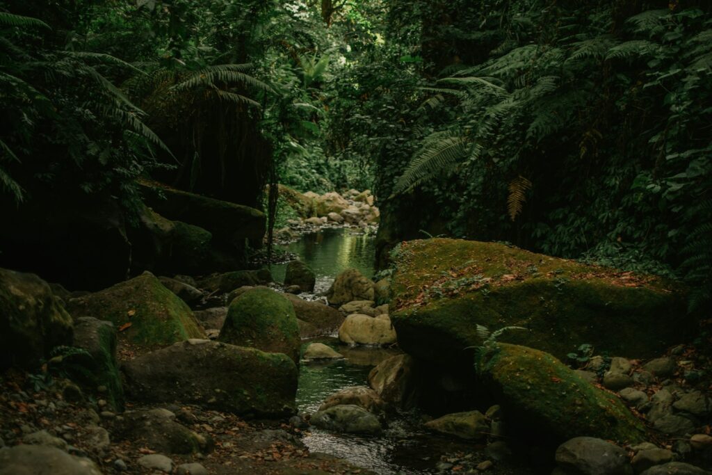 a stream running through a lush green forest
