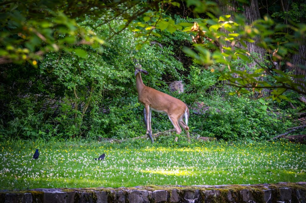 A deer standing in the middle of a lush green forest