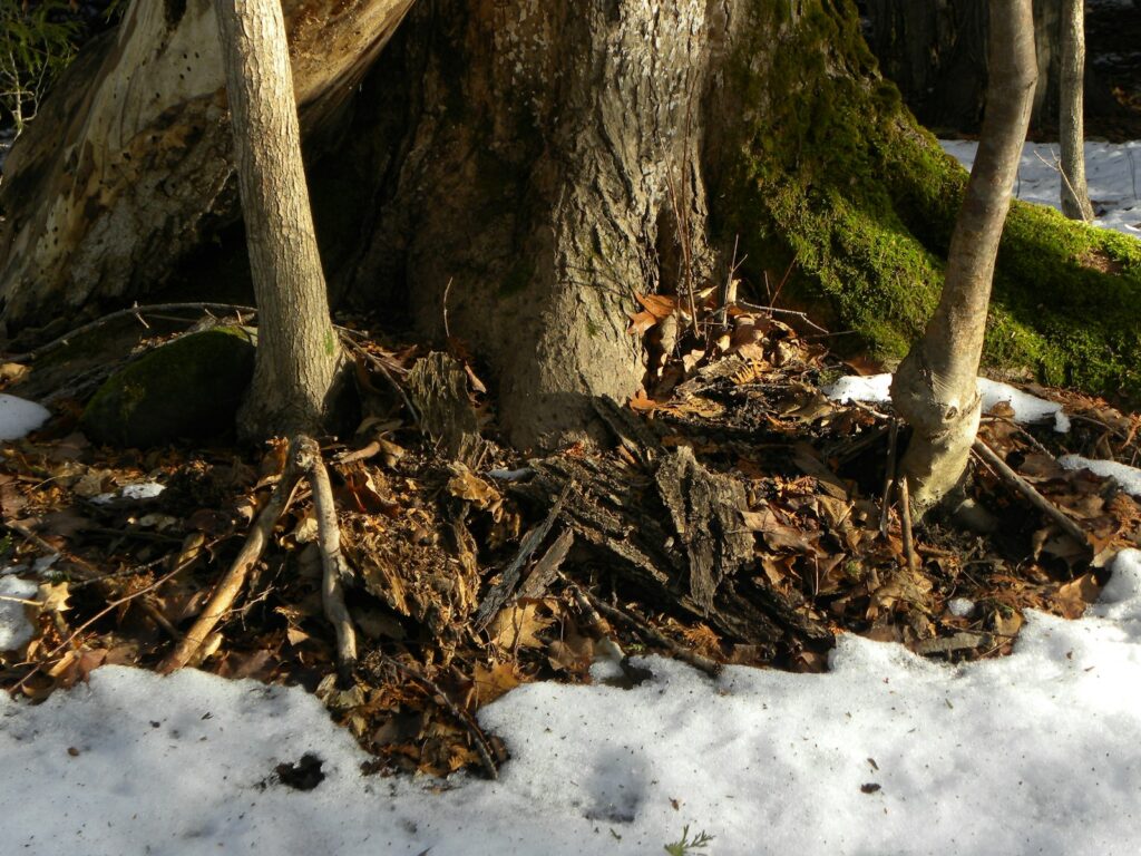 A group of trees that are standing in the snow