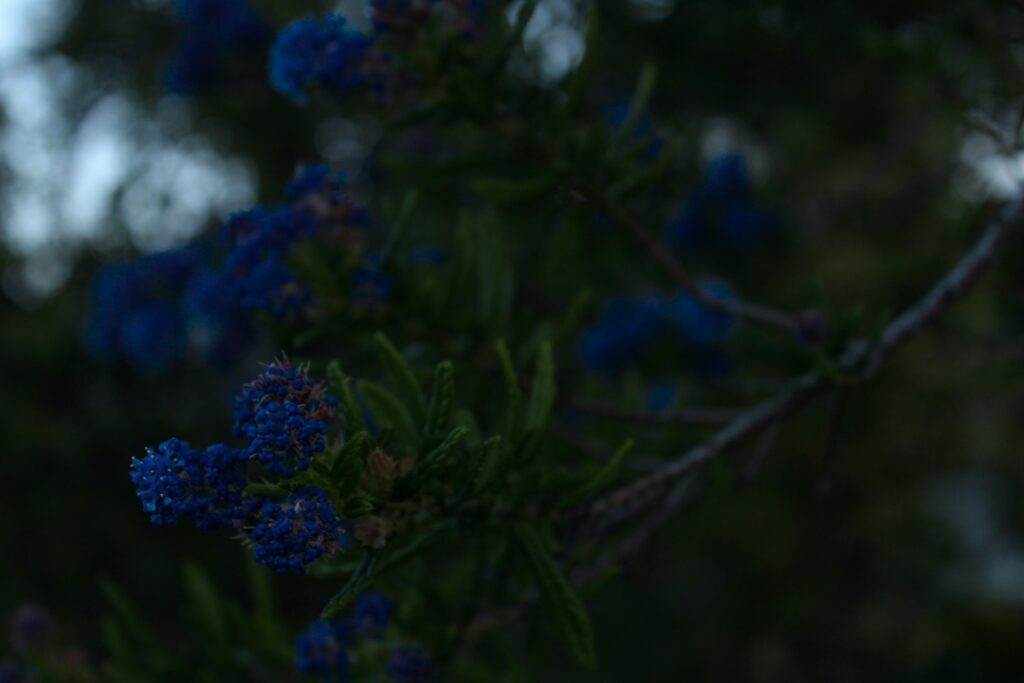 green plant in close up photography