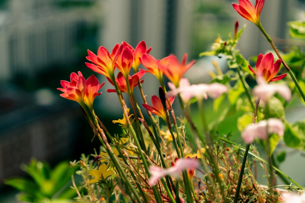 Beautiful orange flowers bloom in the sunlight.