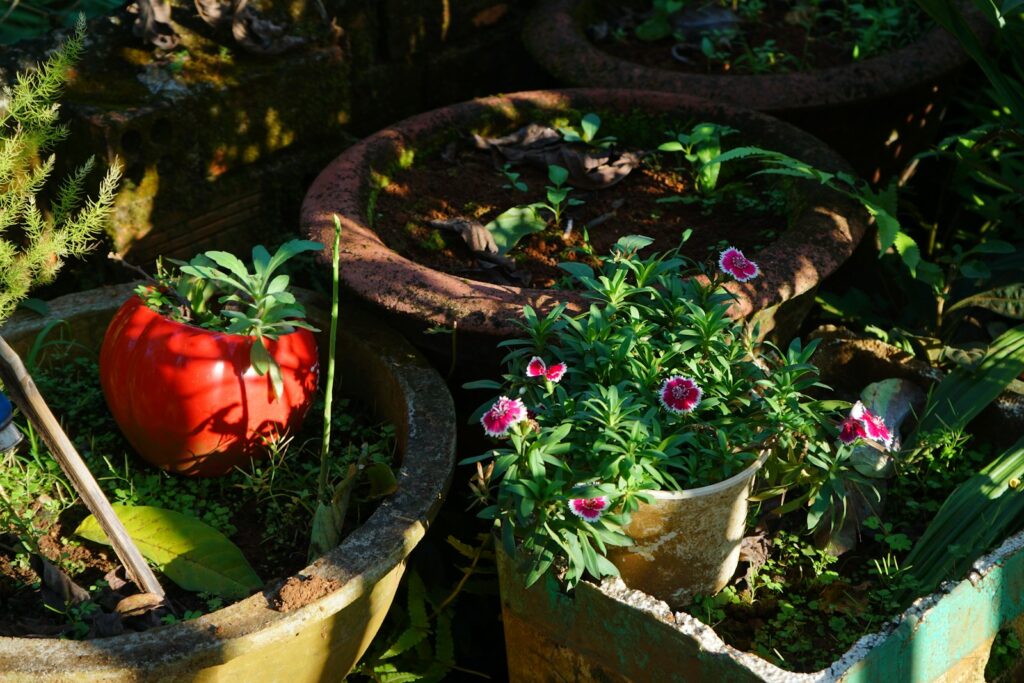 a group of potted plants
