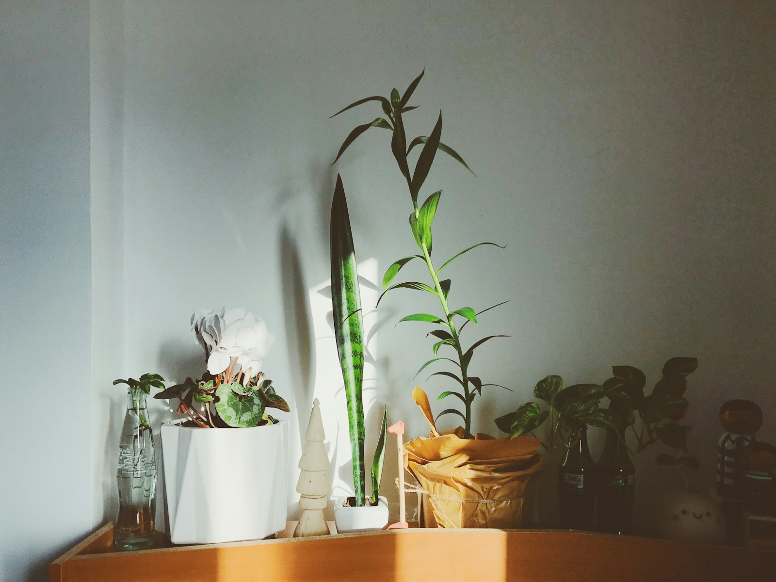 green plant on white ceramic pot