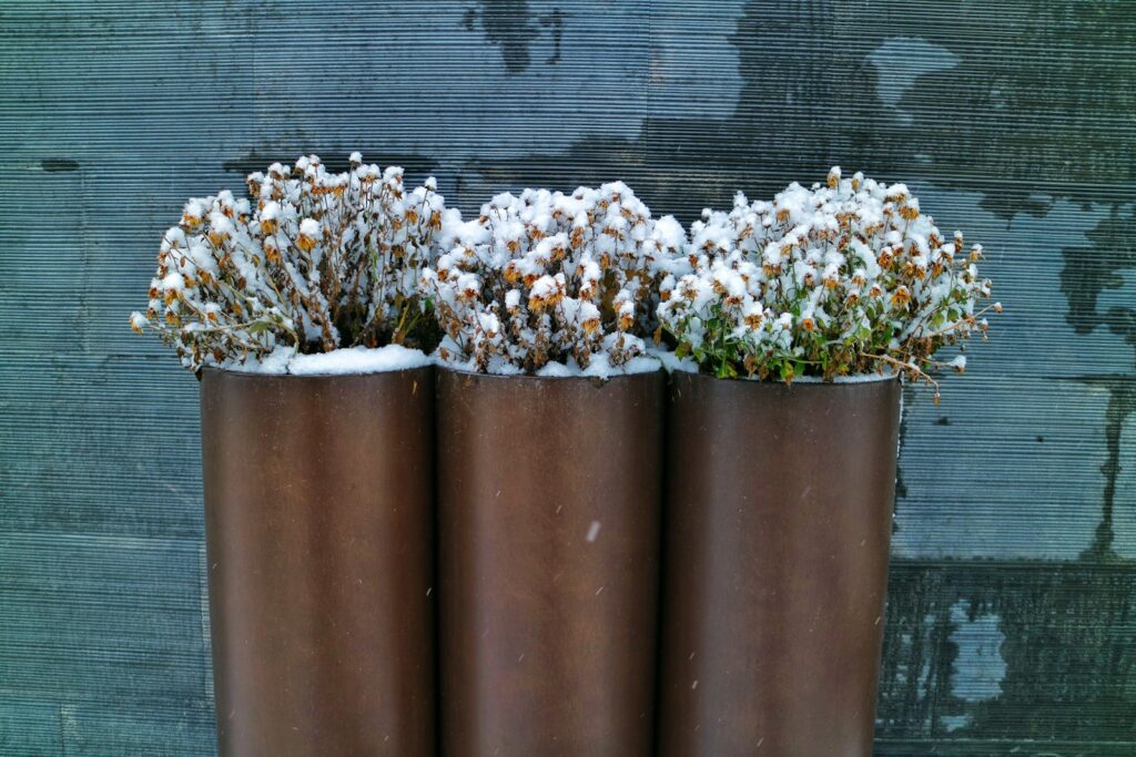 a couple of vases hold flowers