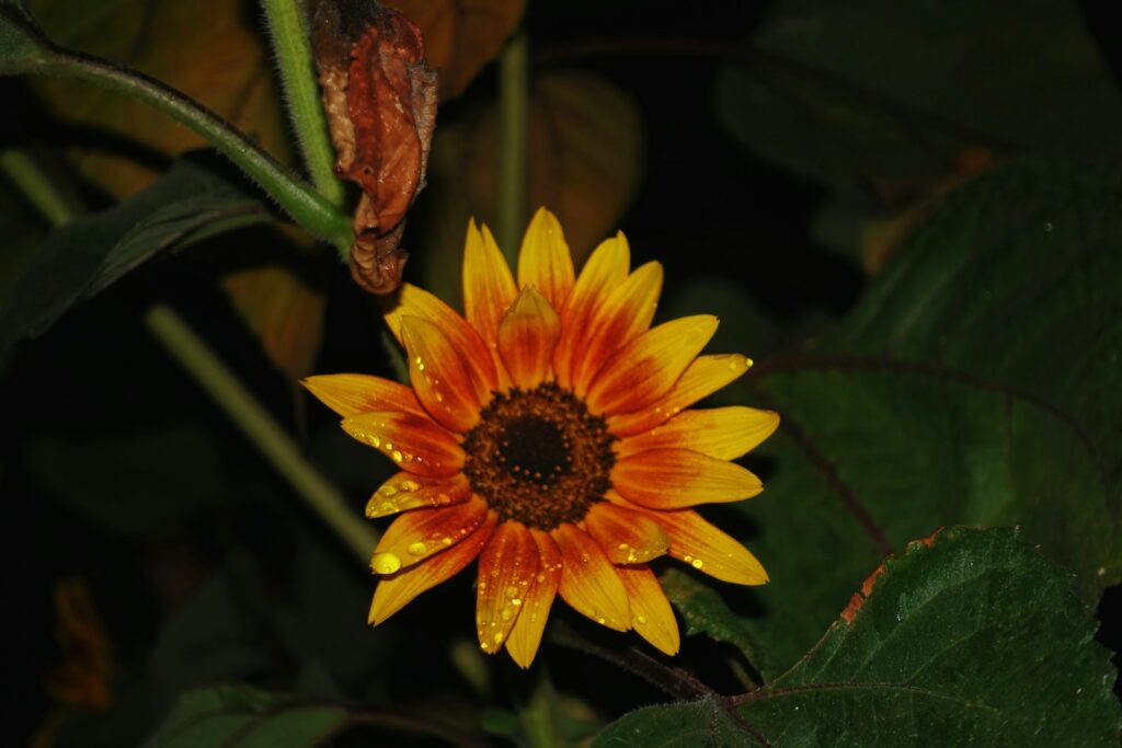 A single sunflower with water droplets.