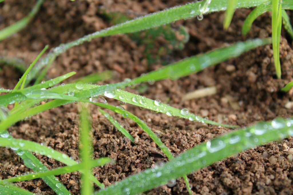 a close up of a plant with water droplets on it