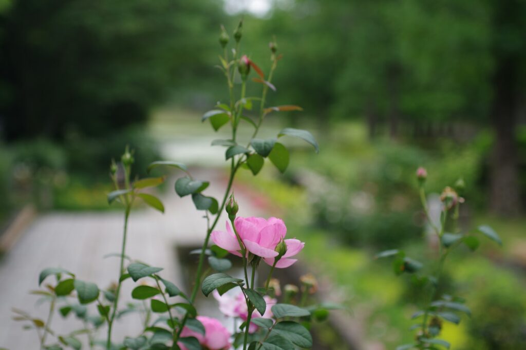 A pink rose is in the foreground and a path in the background