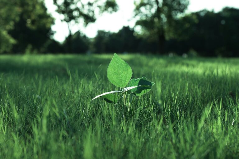 A small green leaf sitting on top of a lush green field