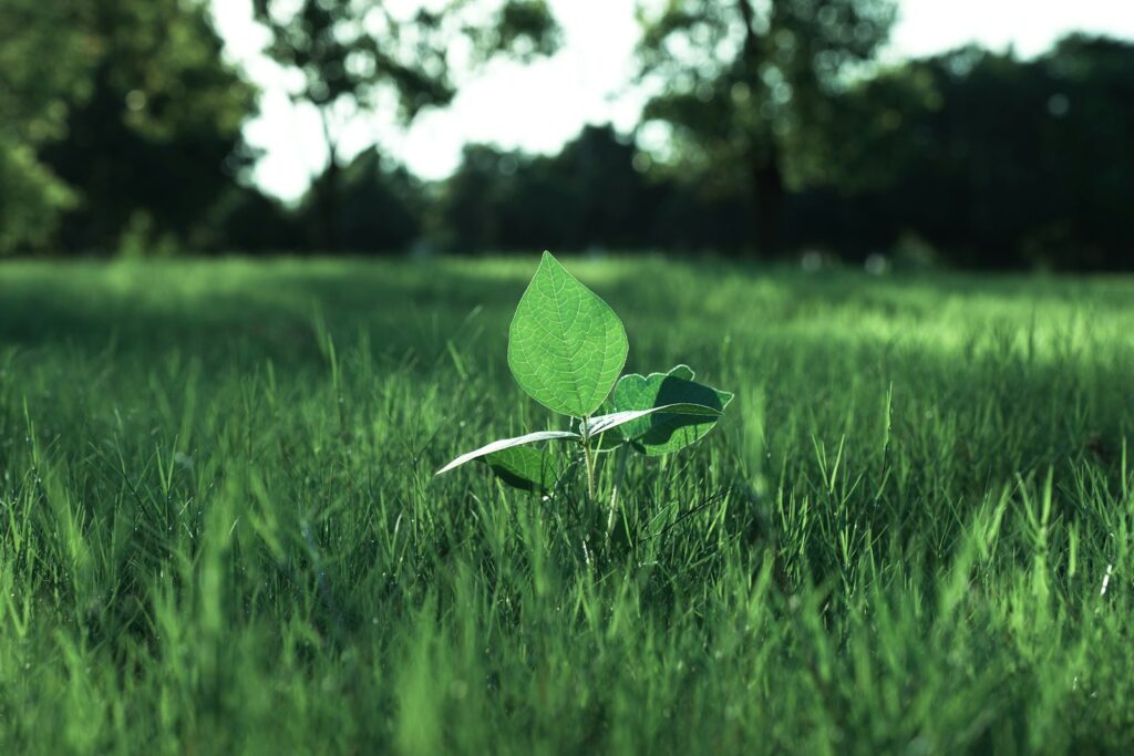 A small green leaf sitting on top of a lush green field