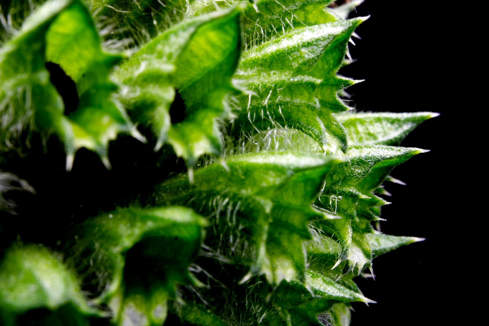 green plant with water droplets
