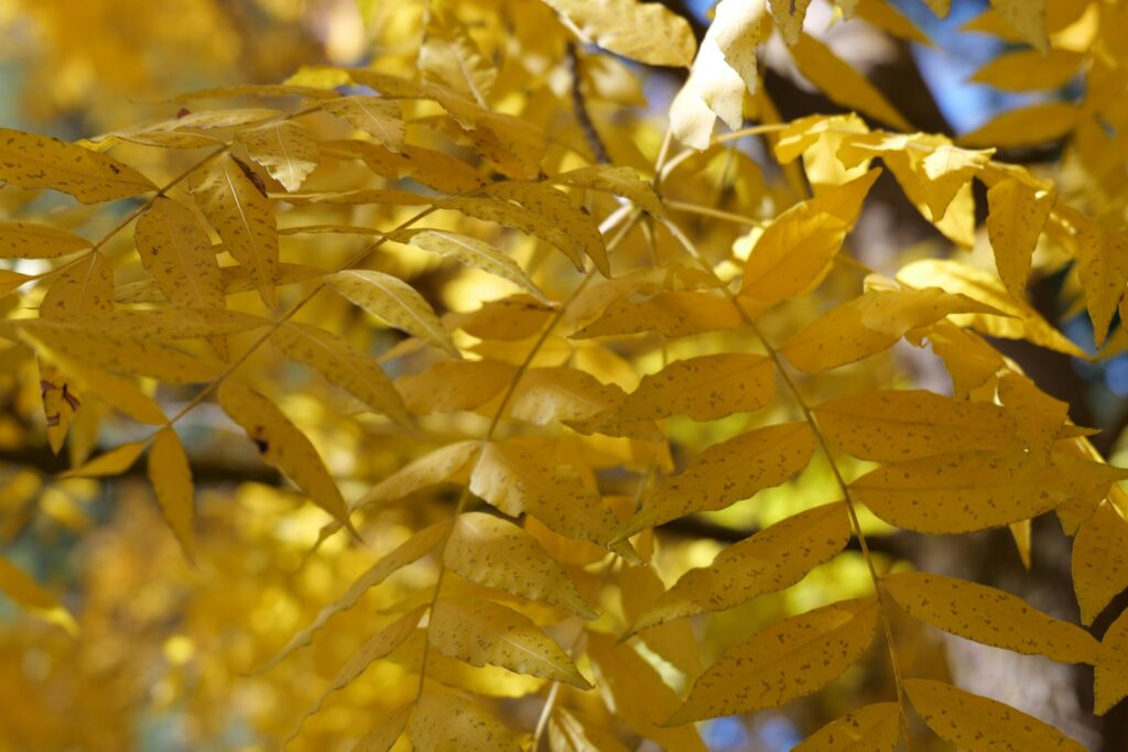 a close up of yellow leaves