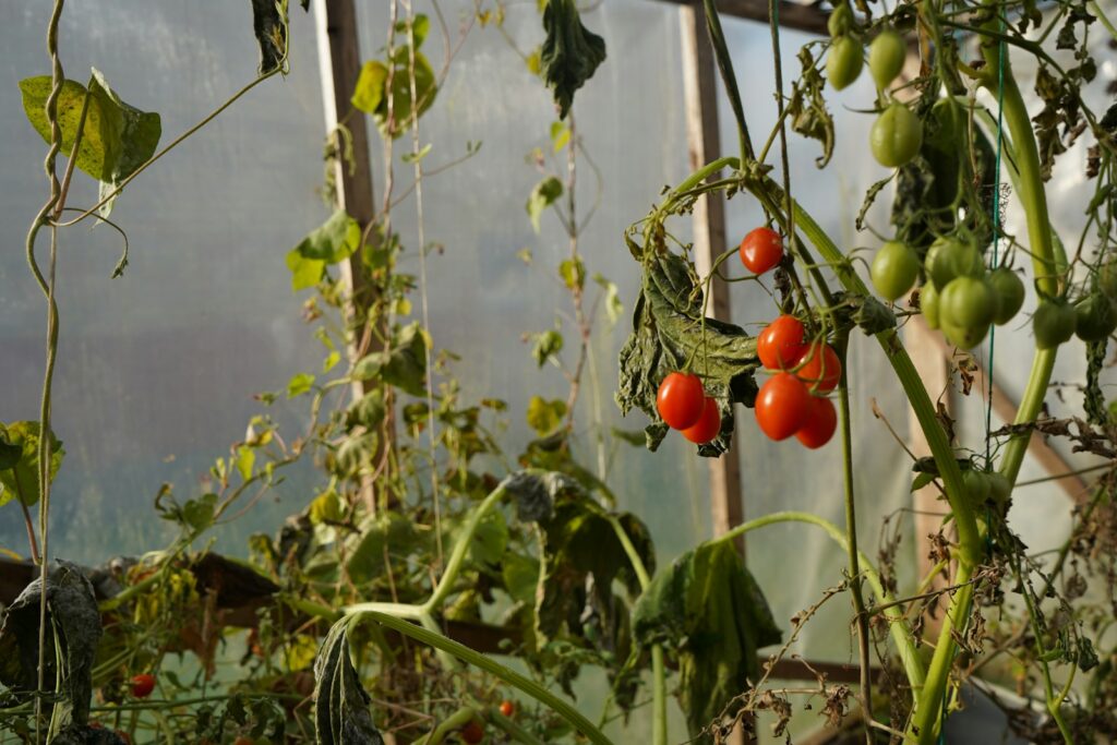 tomatoes growing on a vine in a greenhouse