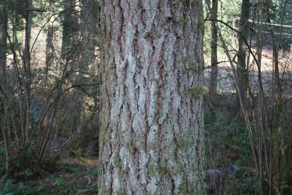 a bear is standing next to a tree in the woods