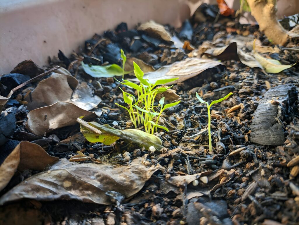 Young green sprouts growing in soil with dry leaves