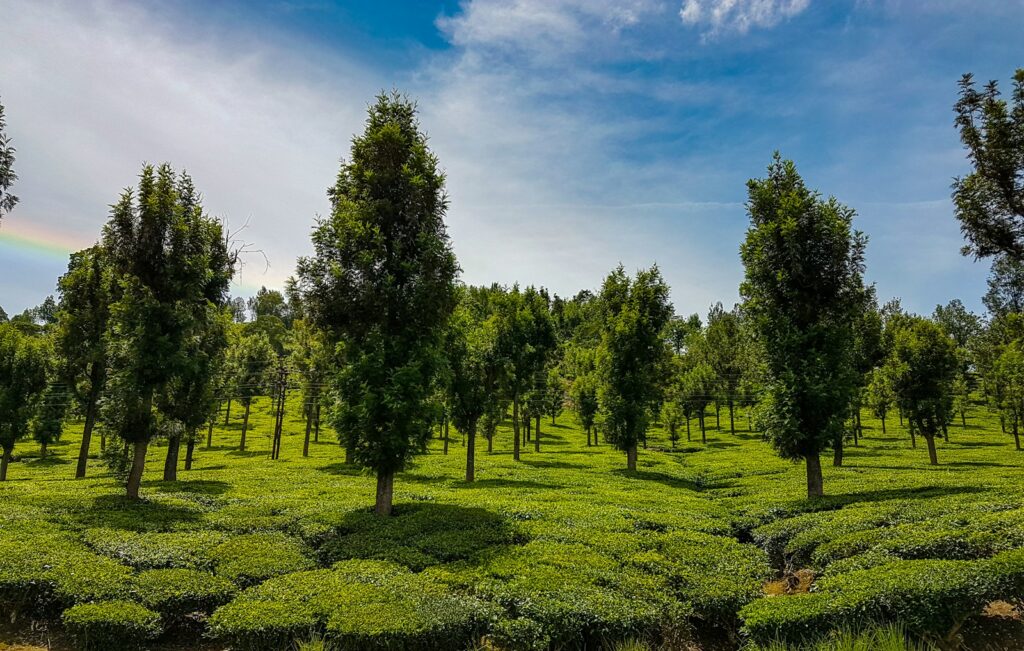 green trees on green grass field under blue sky during daytime