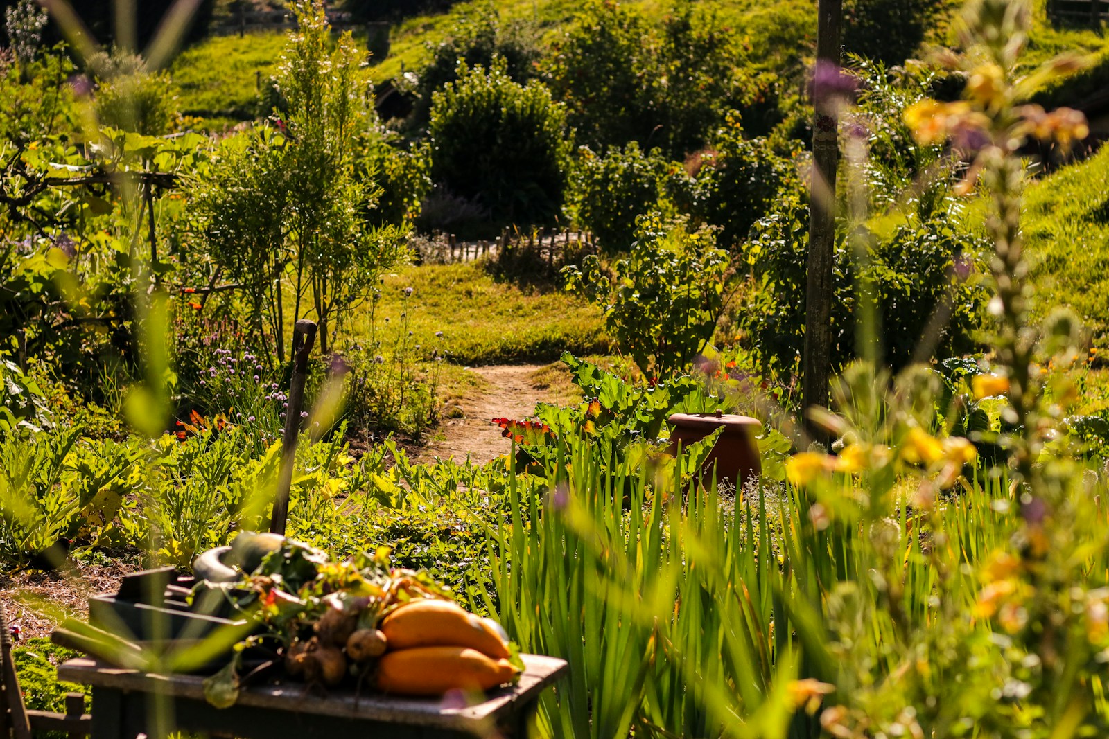 A garden filled with lots of green plants