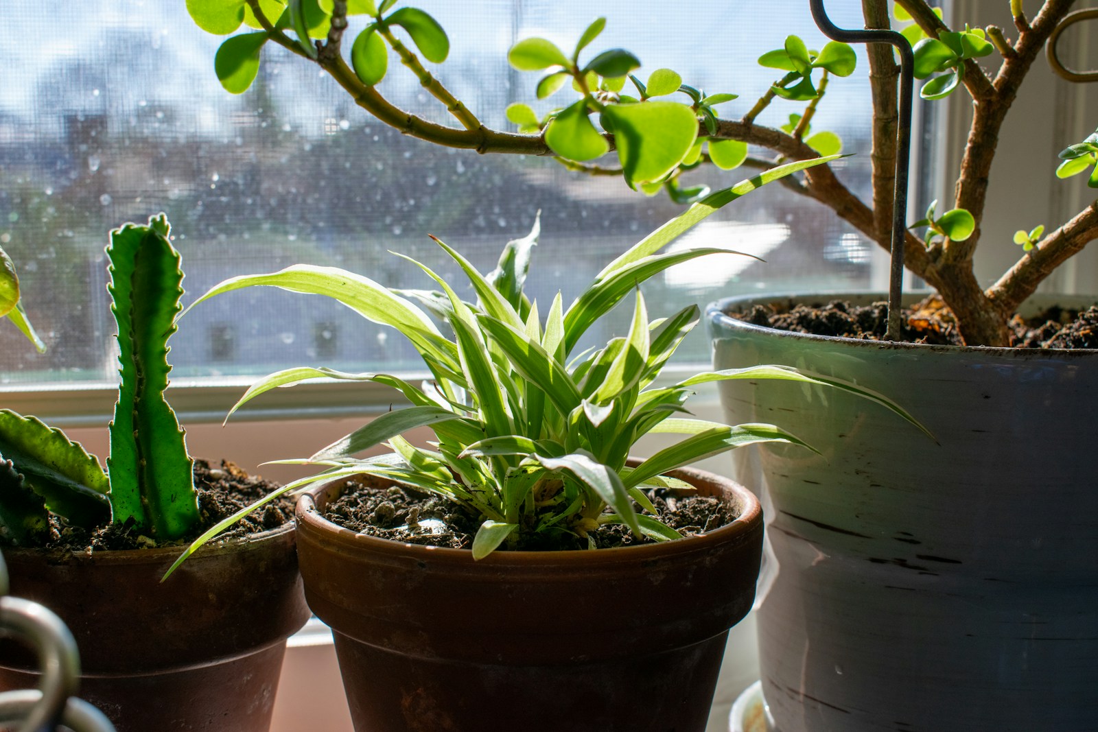a couple of potted plants sitting on top of a window sill