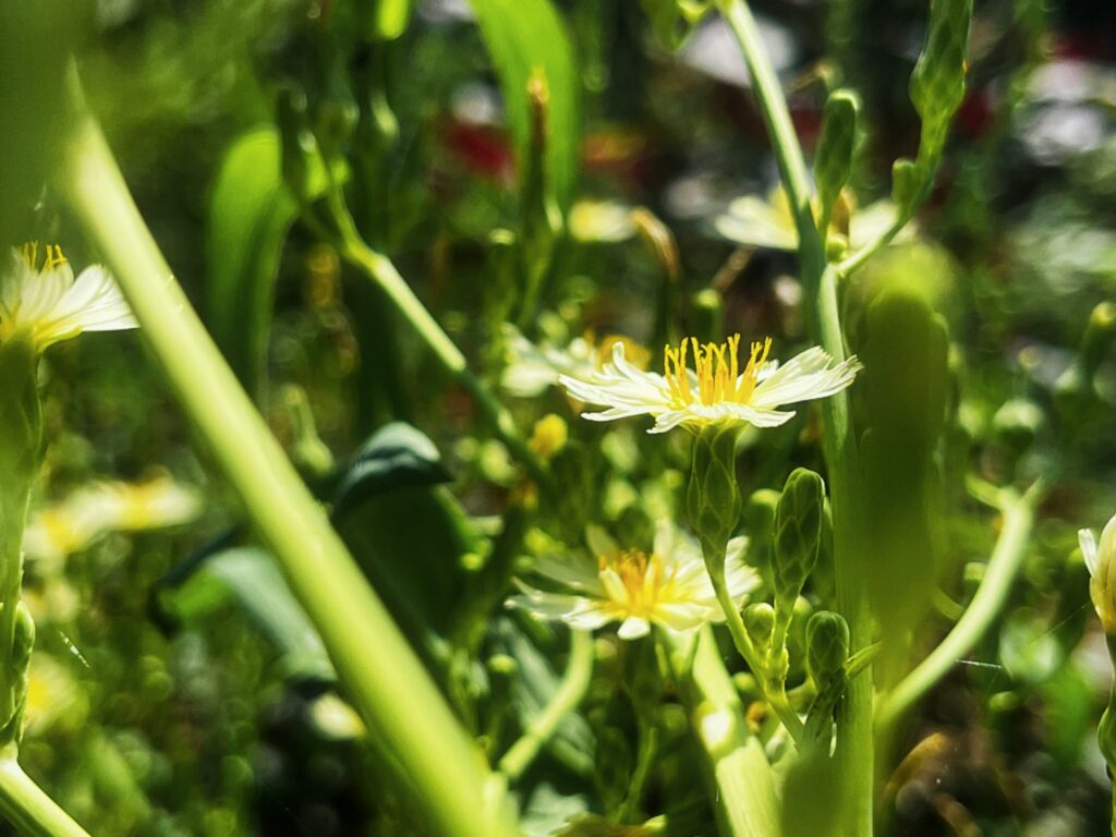 a close up of some flowers in a field