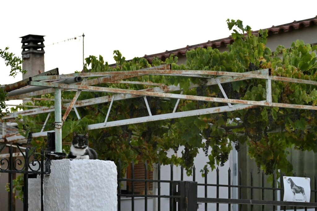 A rusty metal structure covered in green vines.