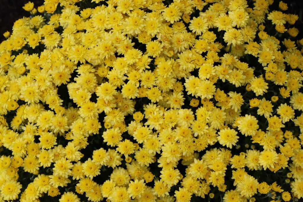 a bunch of yellow flowers that are blooming