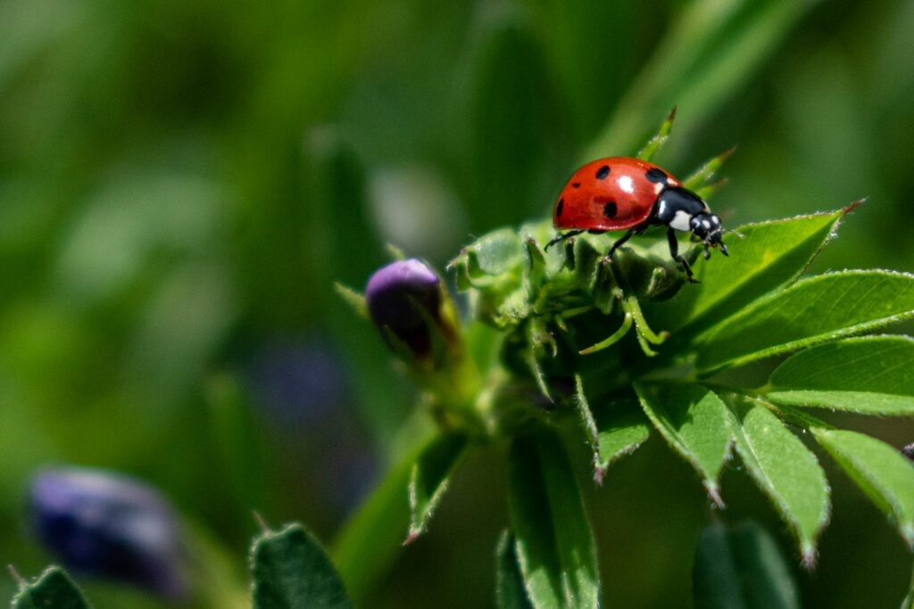 a lady bug sitting on top of a green leaf