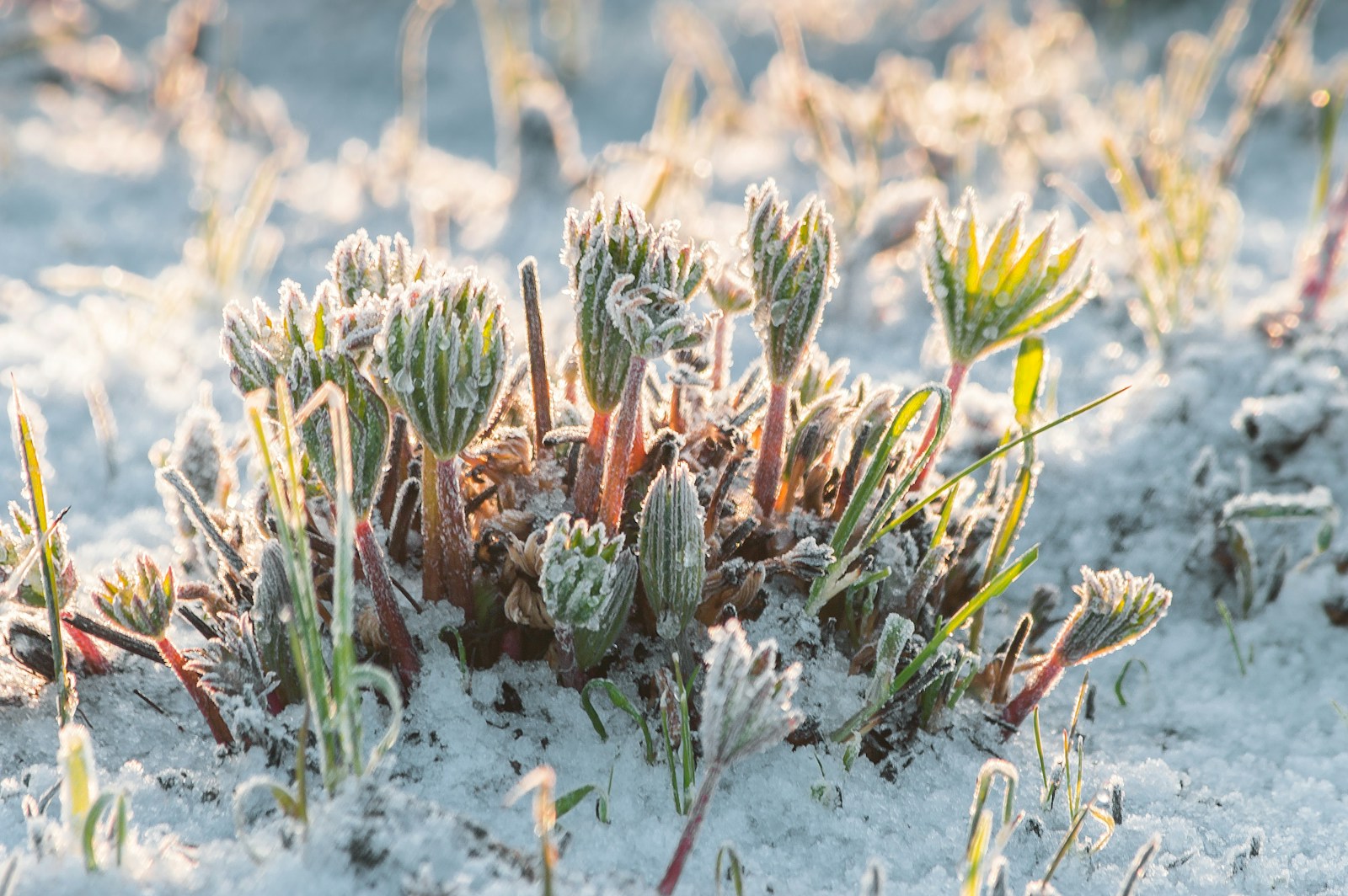 green and brown plant on white sand during daytime