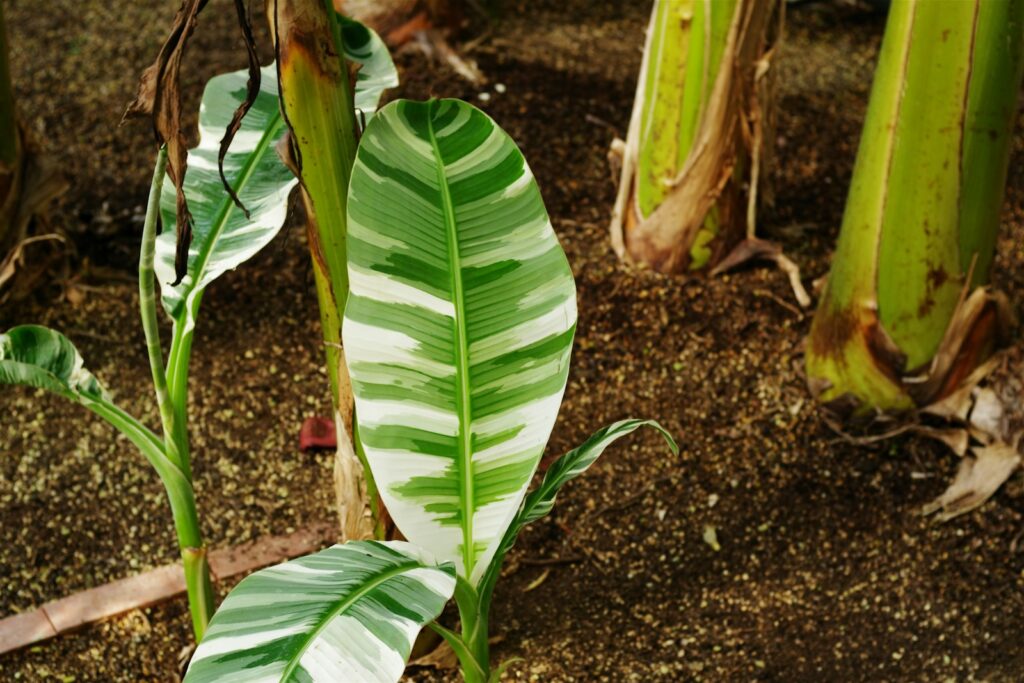 A close up of a green plant with leaves