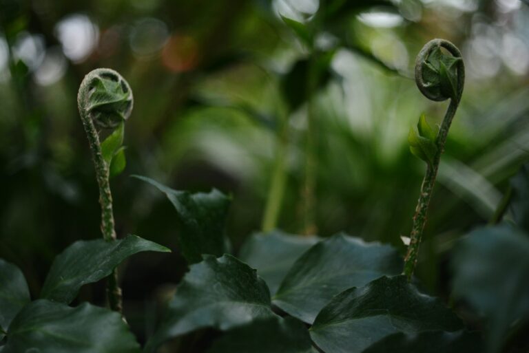 A close up of a plant with leaves