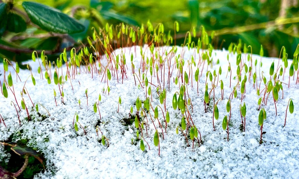 purple and white flower buds
