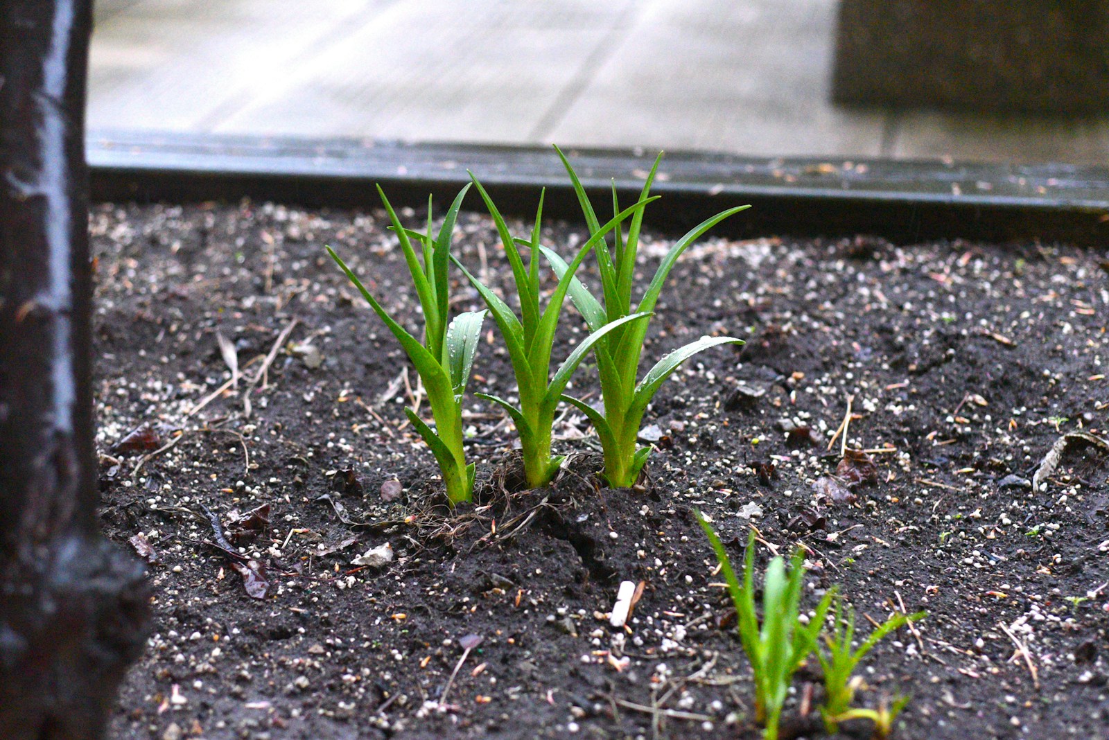 a small plant growing in the dirt